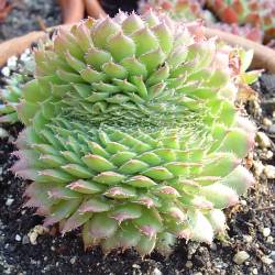 Sempervivum - Dachwurz - Hauswurz